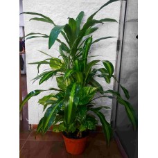 Large plant set
